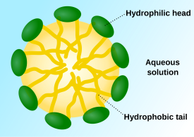 [Wikimedia commons]. A spherical micelle molecule formed by a ring of phospholipids (green) that allows cholesterol/triglyceride fats (inside yellow zone) to be carried in the blood stream (which is mainly plasma water). The phospholipid emulsifies the fat molecules. In this role, the micelle is known as a plasma lipoprotein.